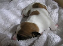 Welpe Nr.2, Hündin, 4 Tage alt