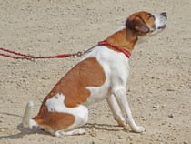 Debby von Burg Lobenstein hat genug, sie will endlich  los!