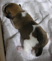 Welpe Nr. 3, Rüde, 4 Tage alt