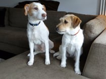 Fritz  konnte Wurzel nun auch noch sein Zuhause zeigen.