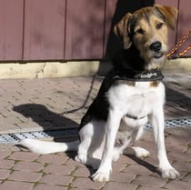 Asterix vom Chirsgarten