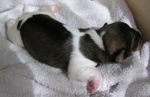 Welpe Nr. 1, Rüde, 4 Tage alt