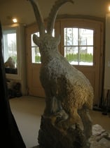 Auch ein Rücken kann entzücken....