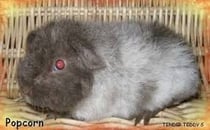 Faschamo Manschare. Der Blaublüttler imteam. Er meint er sei Italiener. Er ist aber Franzose.