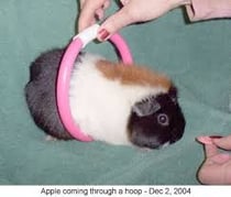 Todesring. Dieses Gadget hat Ursula am Flughafen im Duty Free gekauft. In Amerika trainieren scheints alle damit.