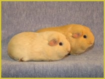 Felix und Regula. Die Siamesischen imteam. An den Nierli zusammengewachsen. Sie machen es aber gut.