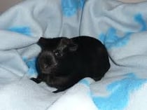 Death Metal. Däfi ist mein Liebling aber die andern dürfens nicht wissen.