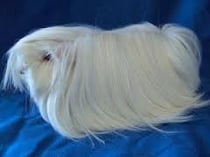 Farah Farrawetz. Gehts gut. Sie hat die Rüebli gern von hinten.