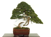 真柏　　国風盆栽展　出品