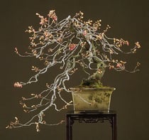 緋寒桜　　国風盆栽展　出品