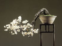 野梅　国風盆栽展　出品