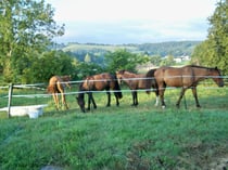 chevaux sous l'oeil des cavaliers