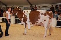 Miss Mittelland/ Rustler FRIVOLE, König Fritz Iffwil