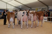 v.l: Vize Schöneuter Stadler XENIA, Miss Schöneuter Leader HOPE, Miss Mittelland Rustler FRIVOLE, Vize Miss Joyboy SARINA