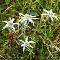  Alpen-Edelweiß (Leontopodium nivale subsp. alpinum)