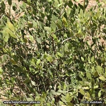 Jojobastrauch (Simmondsia chinensis)