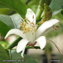 Zitrone (Citrus limon)