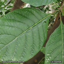 Chinarinde (Chinarindenbaum, Cinchona pubescens, Gelber Chinarindenbaum, Cinchona calisaya)