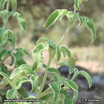 Dreilappiger Salbei (Salvia fruticosa)