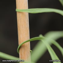 Zhekiang-Fritillaria (Fritillaria thunbergii)