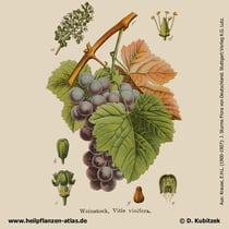 Weinrebe; Vitis vinifera; Historisches Bild