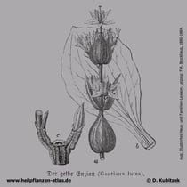 Gelber Enzian, Gentiana lutea