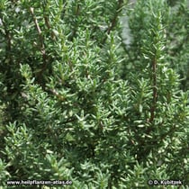 Echter Thymian (Thymus vulgaris)