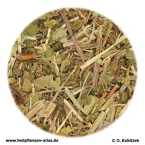 Gundelrebenkraut (Glechomae herba)