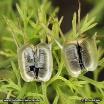 Echter Schwarzkümmel (Nigella sativa), geöffnete Samenkapsel