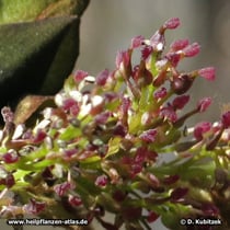 Gewöhnliche Esche (Fraxinus excelsior) Blüten