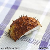  Rosskastanie (Aesculus hippocastanum) ist ein typischer "Biergarten-Baum". Wer im Herbst im Biergarten sitzt, ist froh, wenn herabfallende Früchte wie hier auf dem Tisch zerschellen - und nicht auf dem Kopf des Gastes.