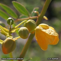 Sennes (Senna alexandrina),  Blütenknospen