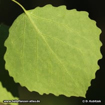 Zitter-Pappel (Populus tremula), Blatt Unterseite