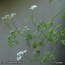 Koriander (Coriandrum sativum), Wuchsform