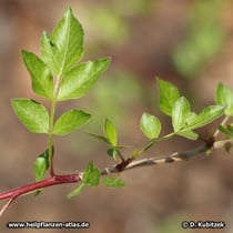 Myrrhe (Myrrhenbaum, Commiphora molmol)
