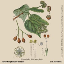 Winterlinde (Tilia cordata)