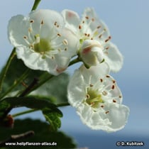 Die Blüten des Zweigriffeligen Weißdorn (Crataegus laevigata) haben zwei Griffel.