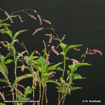 Färberknöterich (Persicaria tinctoria; Synonym: Polygonum tinctorium)