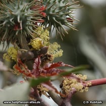 Rizinus (Ricinus communis): Die weiblichen Blüten haben rote Narben