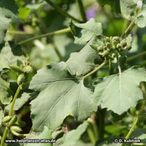 Sibirische Spitzklette (Xanthium strumarium ssp. sibiricum; Synonym: Xanthium sibiricum)