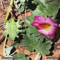 Teufelskralle (Harpagophytum zeyheri): Trieb mit Blüte und Frucht.