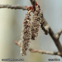 Zitter-Pappel (Populus tremula), männliche Blütenkätzchen, blühend