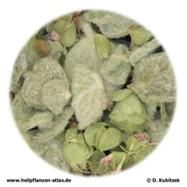 Kretisches Dostenkraut (Origani dictamni herba). Das Foto zeigt keine Apothekenqualität, und das Kraut ist nicht zerkleinert.