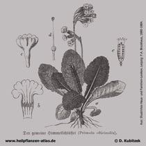 Wiesen-Schlüsselblume, Primula veris, Historisches Bild