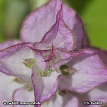 Muskatellersalbei (Salvia sclarea), Hochblätter