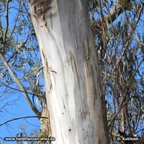Eukalyptusbaum (Eucalyptus globulus)