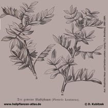 Mastix-Strauch; Pistacia lentiscus; Historisches Bild