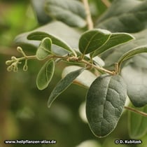 Boldo (Peumus boldus)