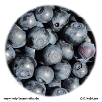 Frische  Heidelbeeren (Myrtilli fructus recens)