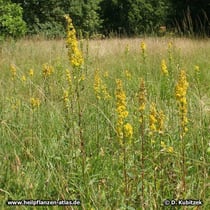 Echte Goldrute (Solidago virgaurea), Standort auf einer Wiese bei München